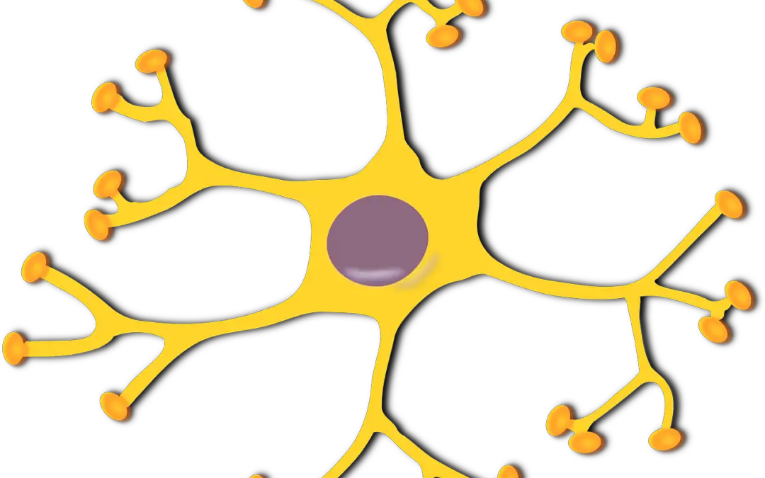 neuro and dendrites