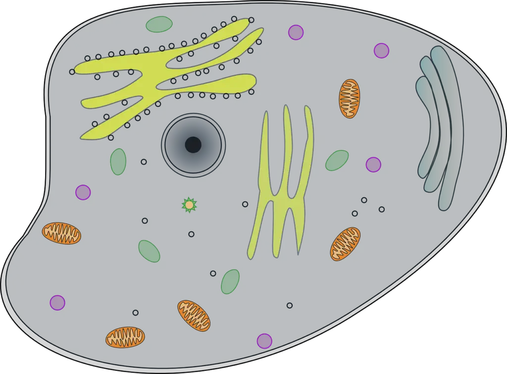 diagram of a cell 