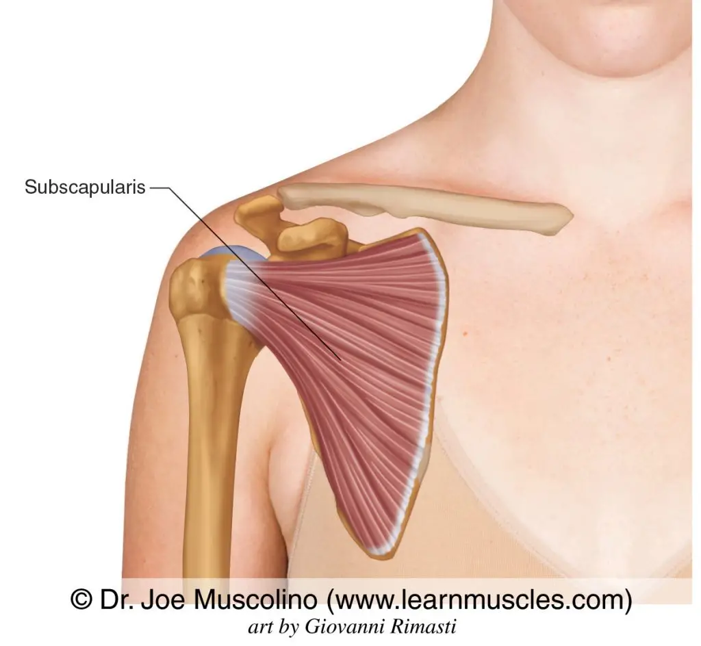 subscapularis muscle