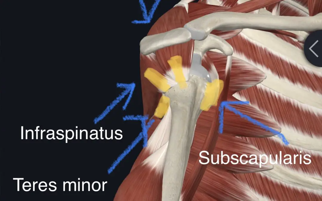 rotator cuff complete anatomy with text description